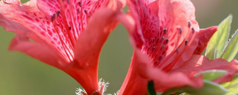 杜鵑花一年能開幾次花