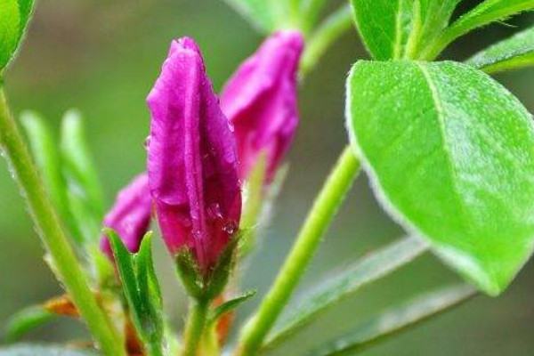 杜鵑花怎么養(yǎng)才開(kāi)花