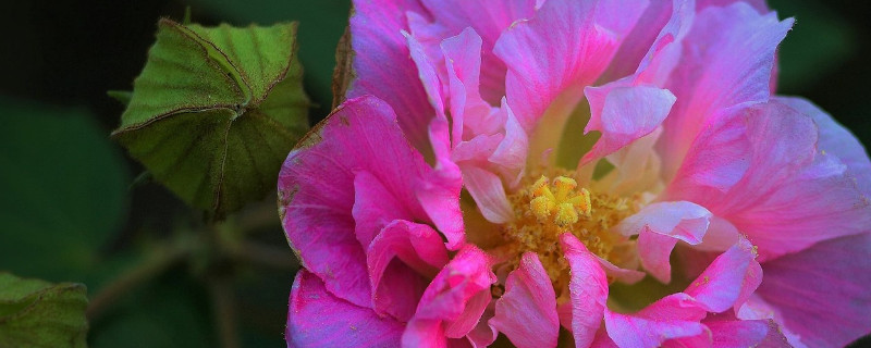 芙蓉花換土根部需要剪嗎