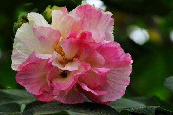 芙蓉花怎么養枝繁葉茂