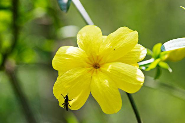 迎春花根怎么壓條