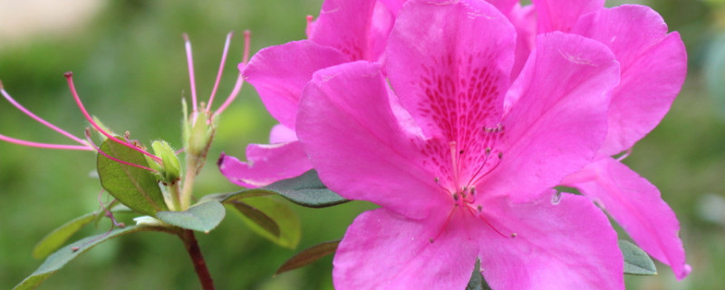 秋季杜鵑花怎樣施肥