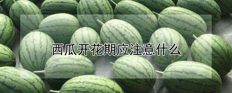 西瓜開花期應注意什么