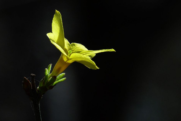 迎春花冬季會發(fā)芽嗎