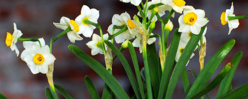 怎樣養水仙花會多開花