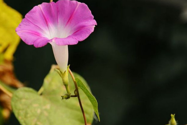 牽牛花長蟲子怎么處理