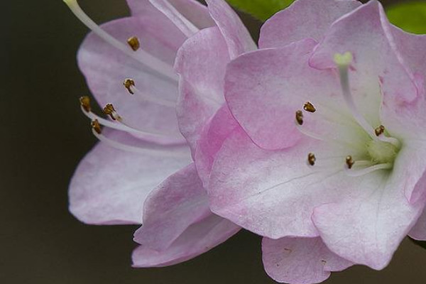 杜鵑花花蕾期能追肥嗎