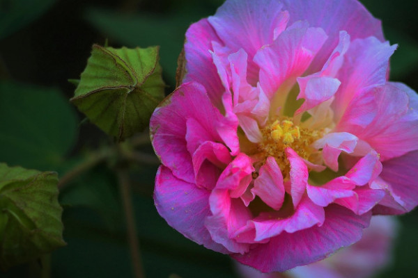 芙蓉花夏天葉黃掉落怎么辦