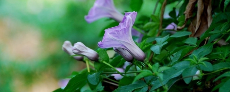 牽牛花發(fā)芽了怎么養(yǎng)