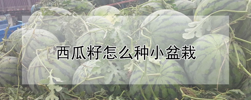 西瓜籽怎么種小盆栽