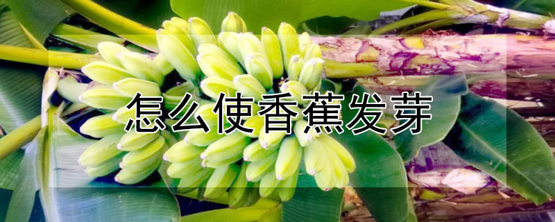 怎么使香蕉發芽