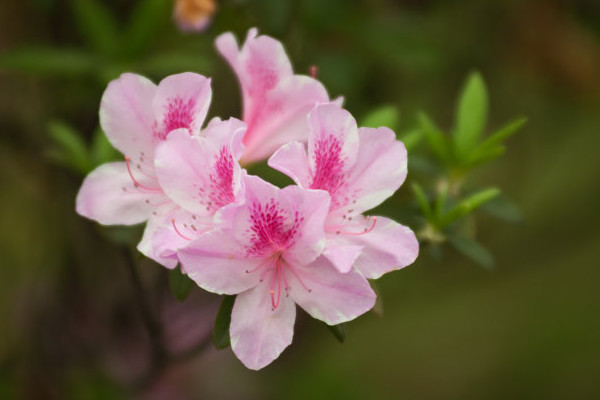 杜鵑花的花蕊是什么顏色