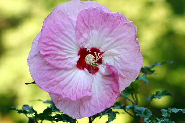 芙蓉花什么時(shí)候修剪比較好