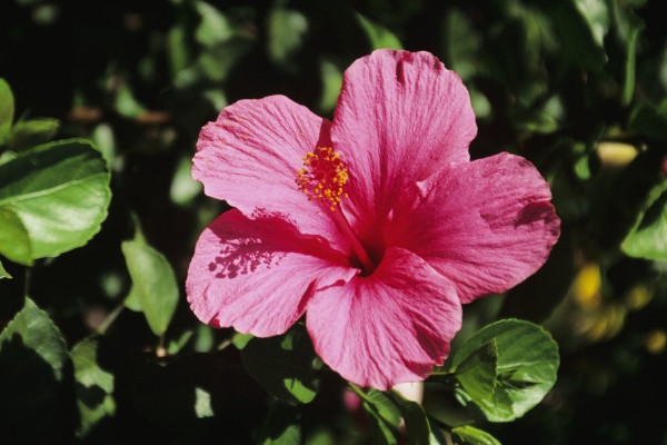 芙蓉花長種球后怎么辦