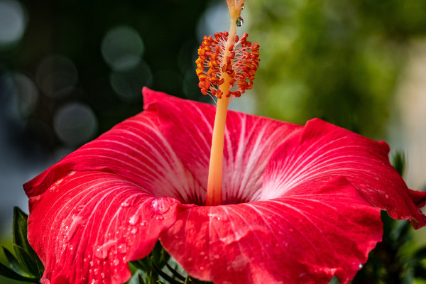 芙蓉花長種球后怎么辦