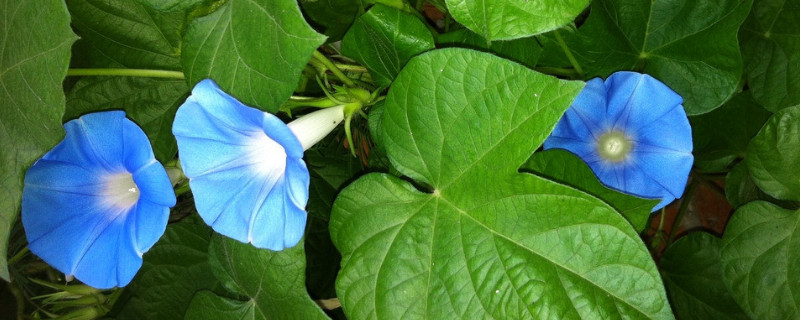 牽牛花怎么傳播種子