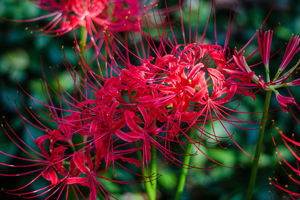 彼岸花為什么不開花