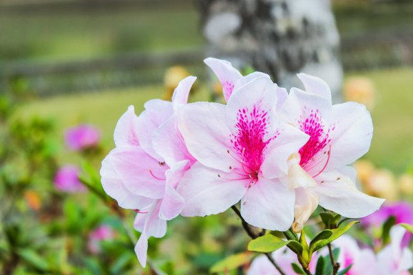 杜鵑花如何修剪能開花爆盆