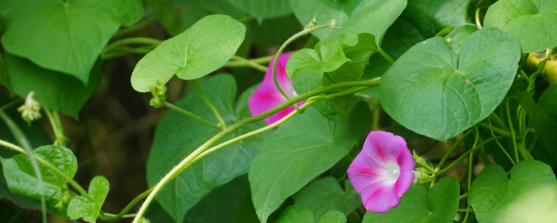 牽牛花移栽多久可以緩苗