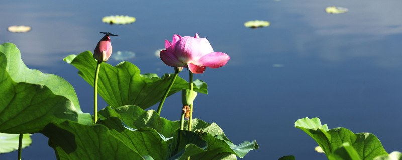 水養(yǎng)荷花家庭怎么養(yǎng)