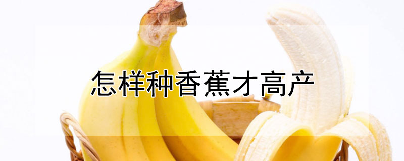 怎樣種香蕉才高產(chǎn)