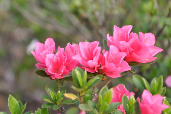 杜鵑花冬天怎么管理