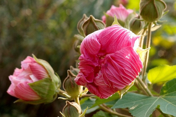 芙蓉花根爛了怎么辦