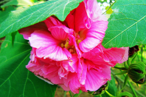 芙蓉花根爛了怎么辦