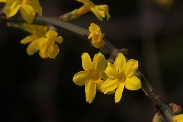 迎春怎樣修剪才能開花多