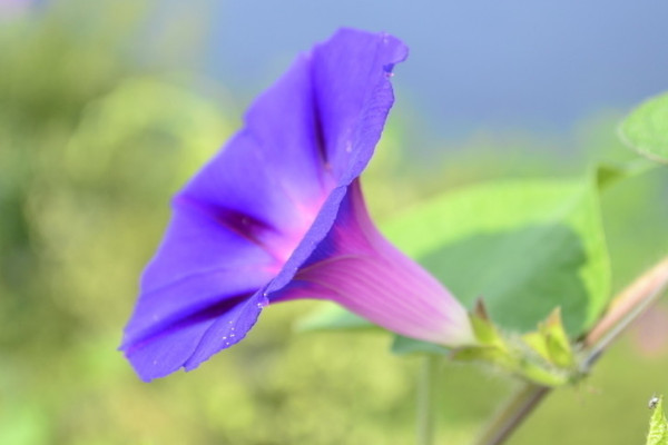 牽牛花種子可以用真空保存嗎