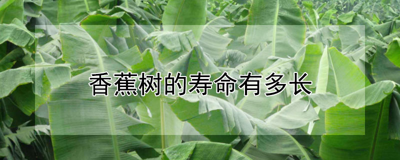 香蕉樹(shù)的壽命有多長(zhǎng)