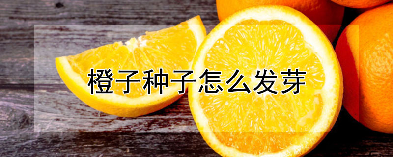 橙子種子怎么發芽