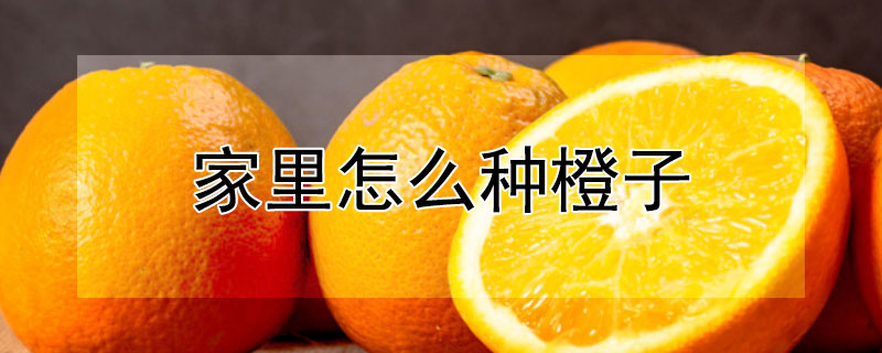 家里怎么種橙子