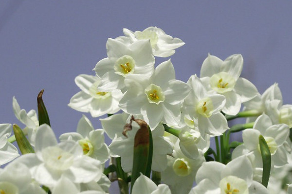 水仙花怎樣叫它開花