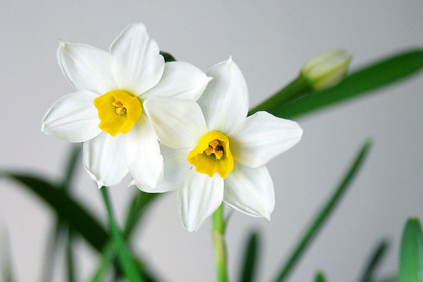 水仙花怎樣叫它開花