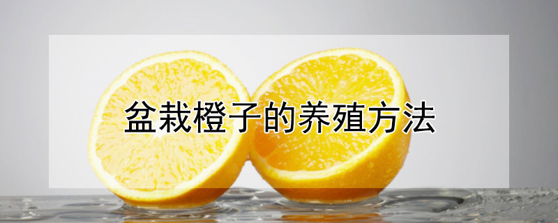 盆栽橙子的養(yǎng)殖方法