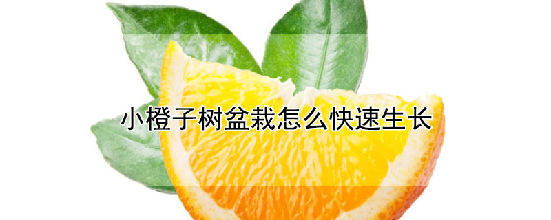 小橙子樹盆栽怎么快速生長