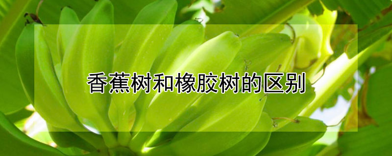 香蕉樹和橡膠樹的區別