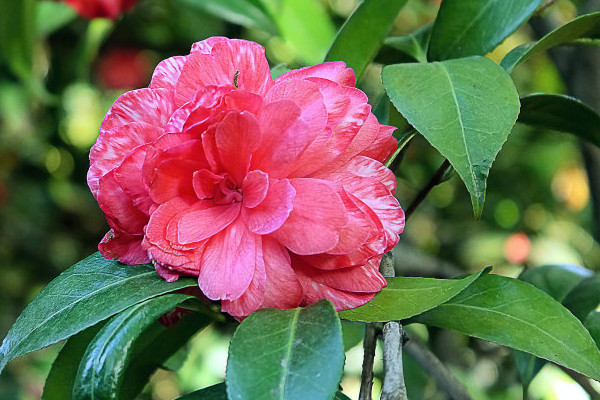 家里種茶花樹吉利嗎