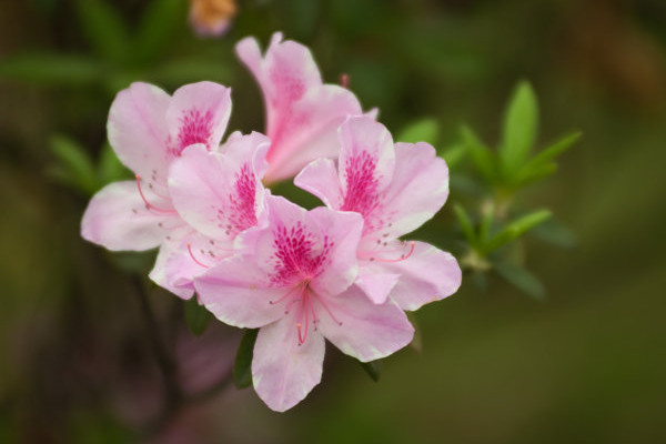 杜鵑花冬季可以換盆嗎