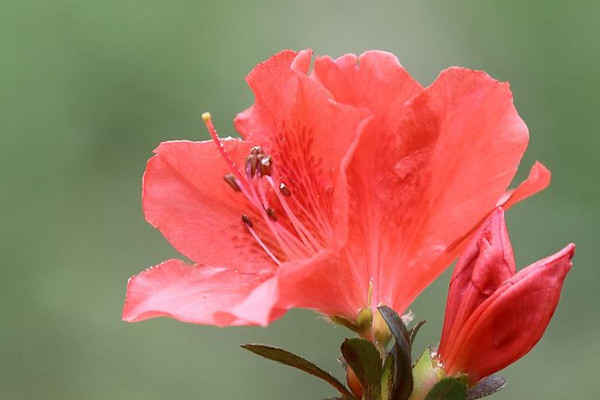 杜鵑花葉尖干枯怎么辦