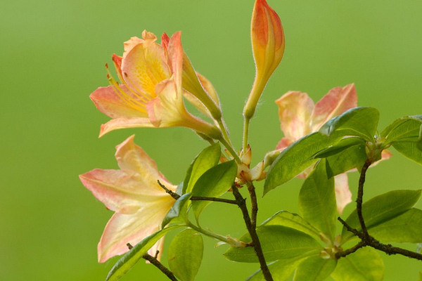 杜鵑花怎么開花快