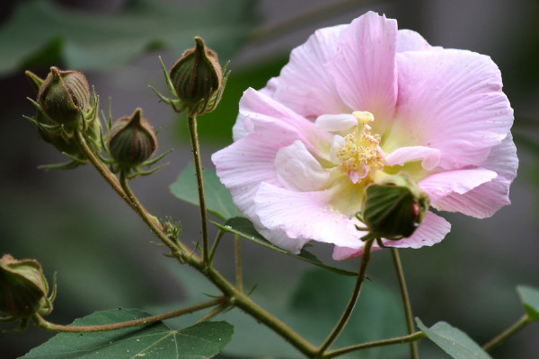 芙蓉花冬天怕冷嗎