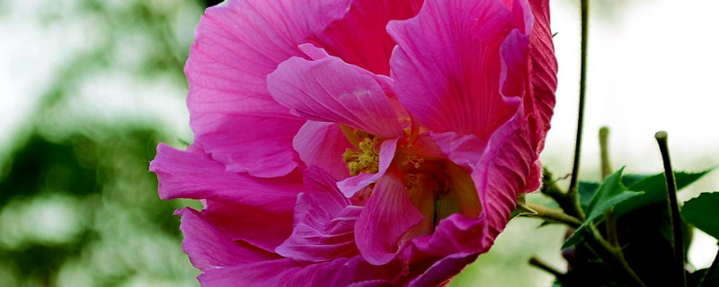 芙蓉花水生根怎么移栽盆里頭