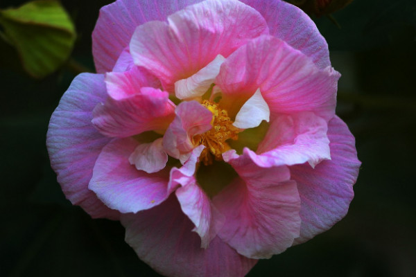 芙蓉花水生根怎么移栽盆里頭