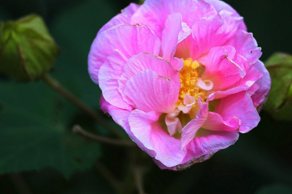 芙蓉花水生根怎么移栽盆里頭