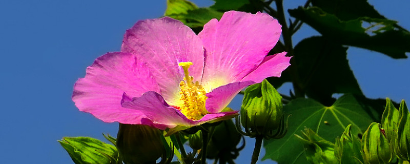 芙蓉花要是肥大了咋辦