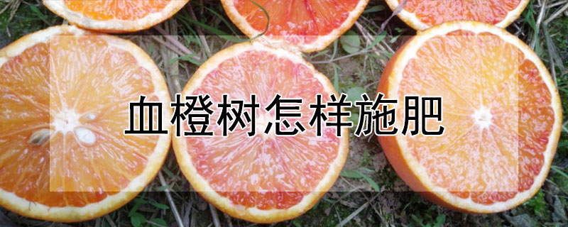 血橙樹怎樣施肥