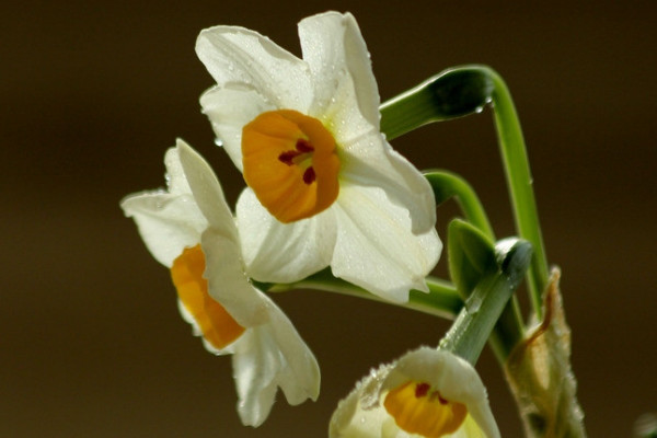 水仙花花苞干枯怎么辦