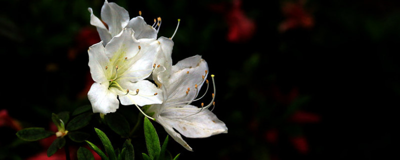 杜鵑花怎么開花快